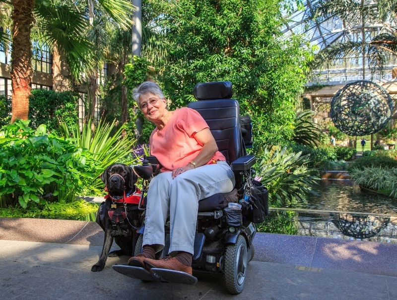 Elderly woman on a power wheelchair enjoys the greenery inside a large conservatory with her dog